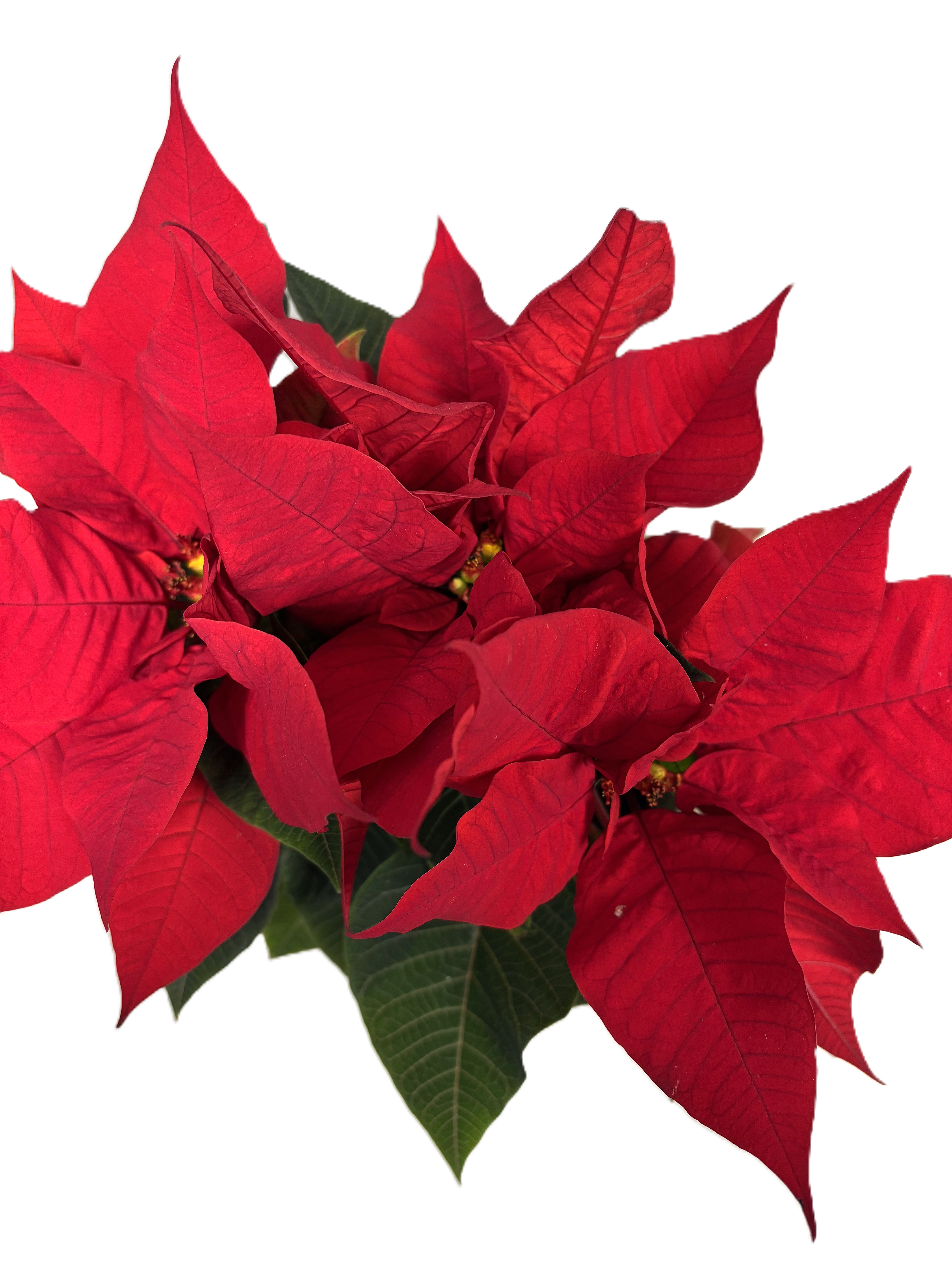 Et nærbilde av en rød blomst