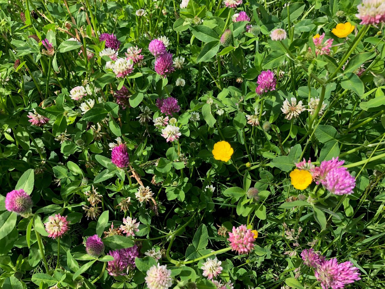 en gruppe blomster