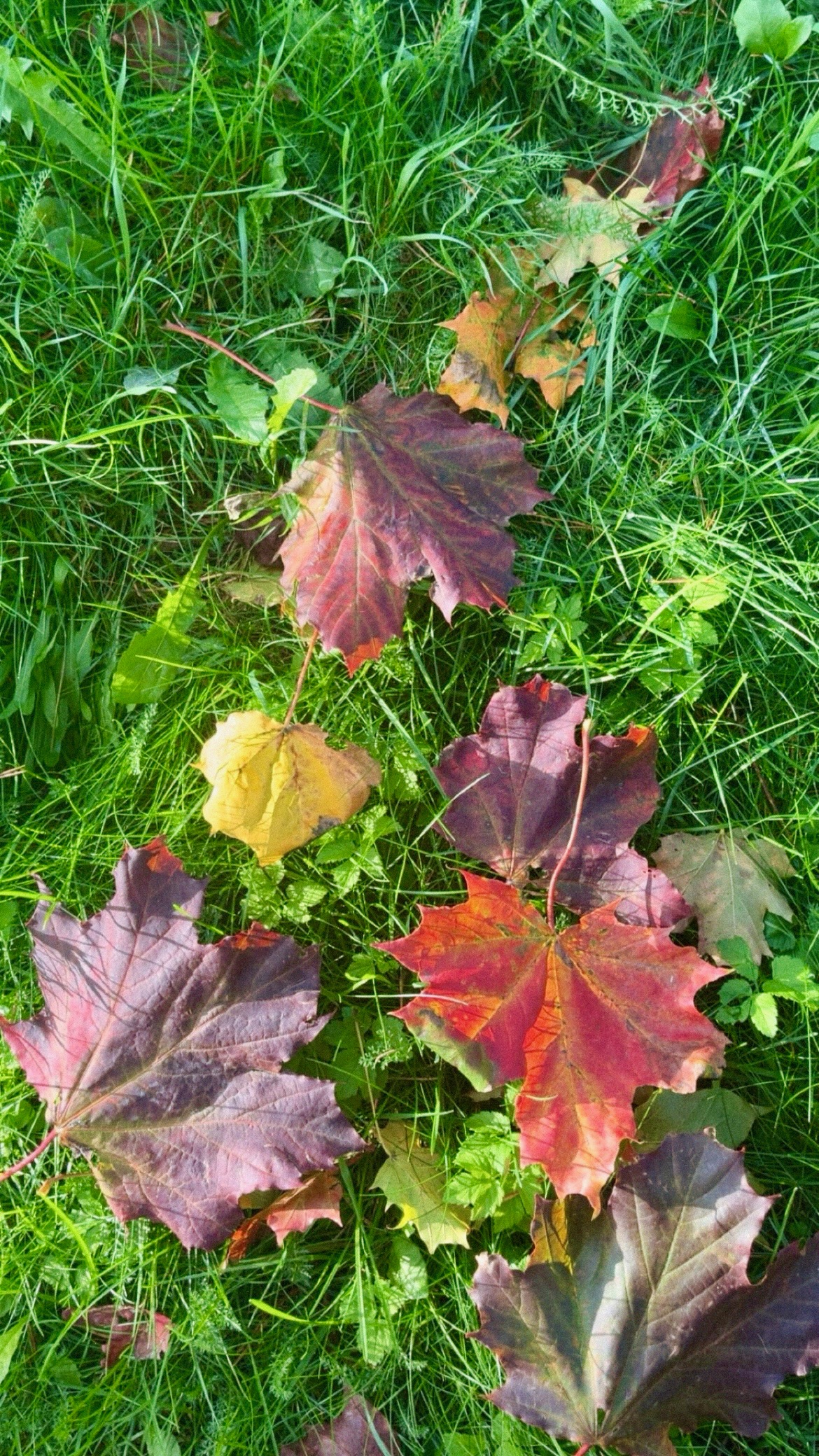 en gruppe fargerike blader på gress
