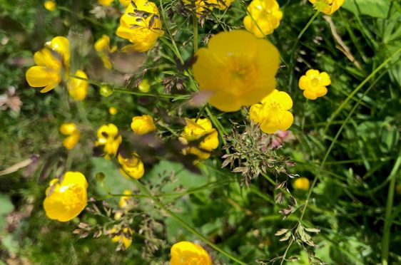 en gruppe gule blomster