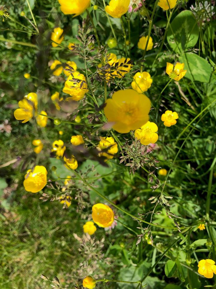 en gruppe gule blomster